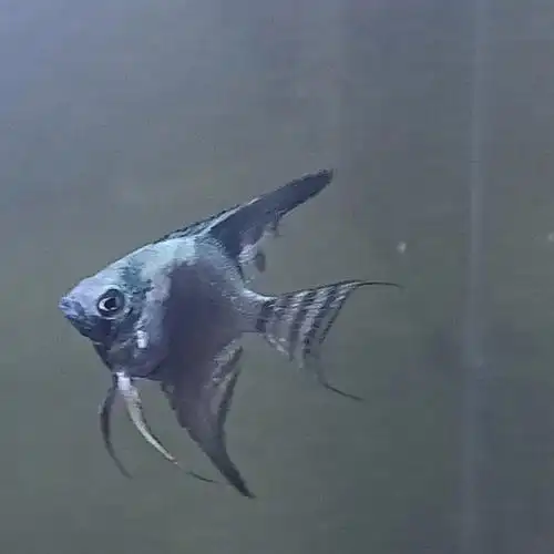 我家小缸霸烟熏神仙鱼