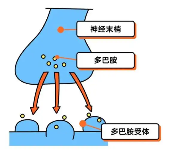 如何轻松摄取多巴胺,帕金森病患者必看!_食物_身体_核桃
