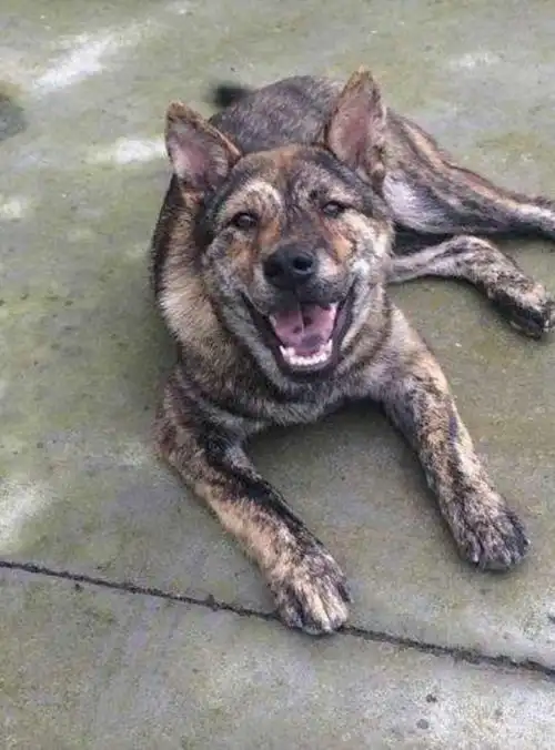 3,"虎斑犬"又称"虎皮狗",这种犬很罕见,个性凶猛好斗,即使碰上野猪