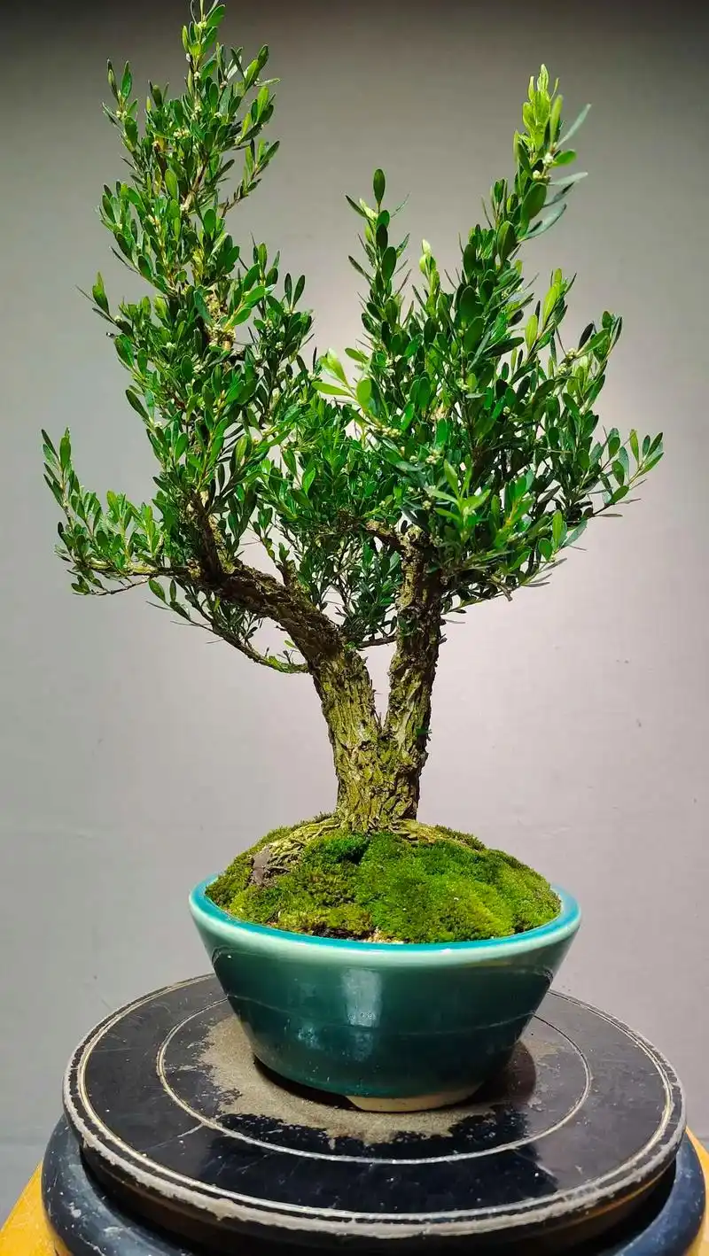 矮霸雀舌黄杨,非常爆老,邮费到付,喜欢加1369370882 - 抖音