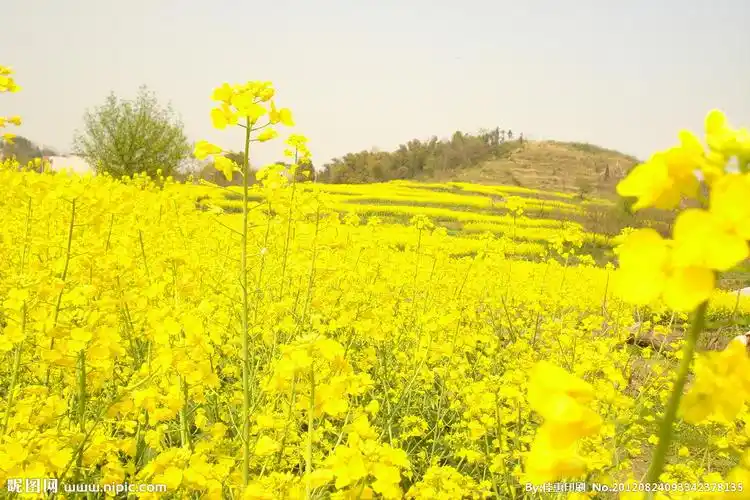 92 m分辨率:72dpi尺寸:3072×2048像素格式:jpg颜色:rgb40共享分×关