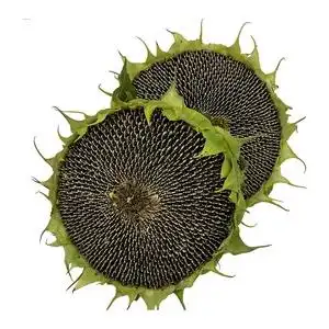 新鲜带盘食用生吃现摘现发葵花盘头带籽孕妇原味向日葵葵花子无糖