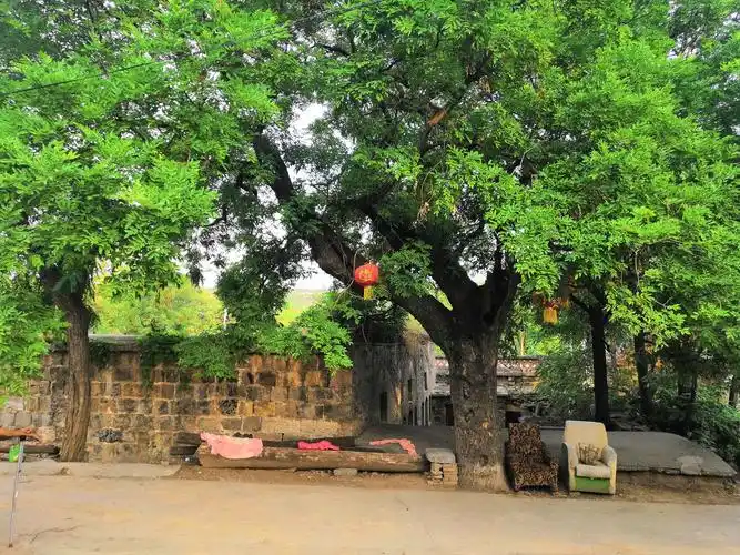 郜老师门前的另一颗古槐