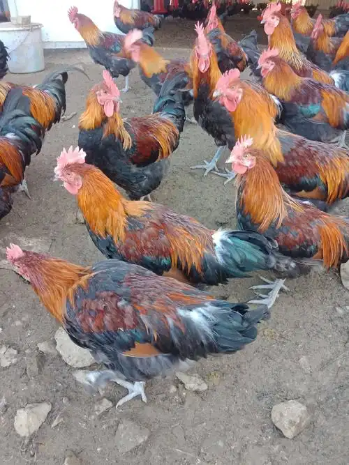 正宗瑶鸡跑山养殖