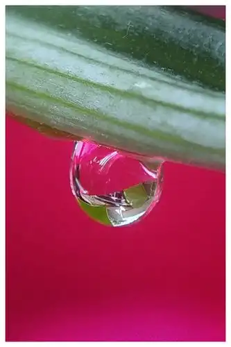 手机微距摄影《水滴的印象》