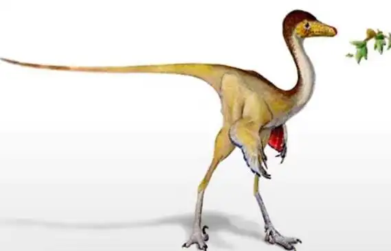 鸵鸟龙蒙古国小型食肉恐龙长25米类似鸵鸟的恐龙