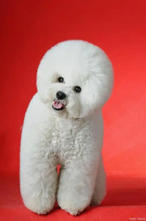 魅力无限的比熊犬:探索优缺点,成为称职的宠物铲屎官