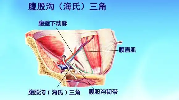 中国医科大学解剖学之第09集 腹股沟管与腹股沟三角的解剖-教育视频