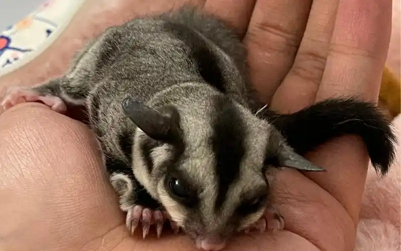 蜜袋鼯脑控第一天