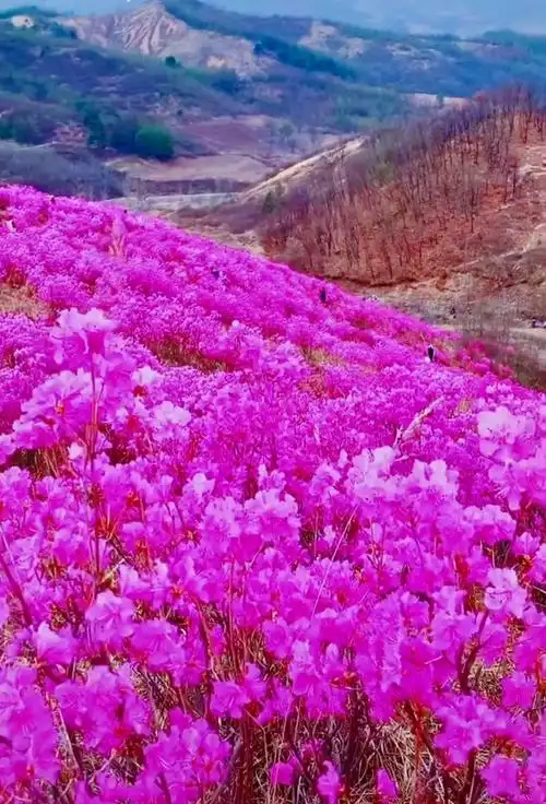 3月的山坡又是铺山盖岭的杜鹃花吐芳蓓蕾,姹紫嫣红,与山上的野花争相