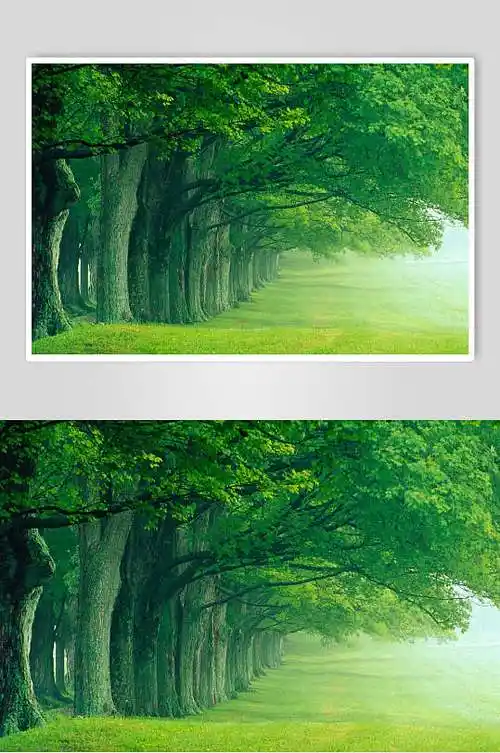 绿色的树木自然风景背景图