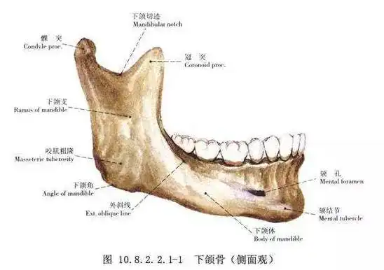 拔牙后牙槽骨不是会吸收?