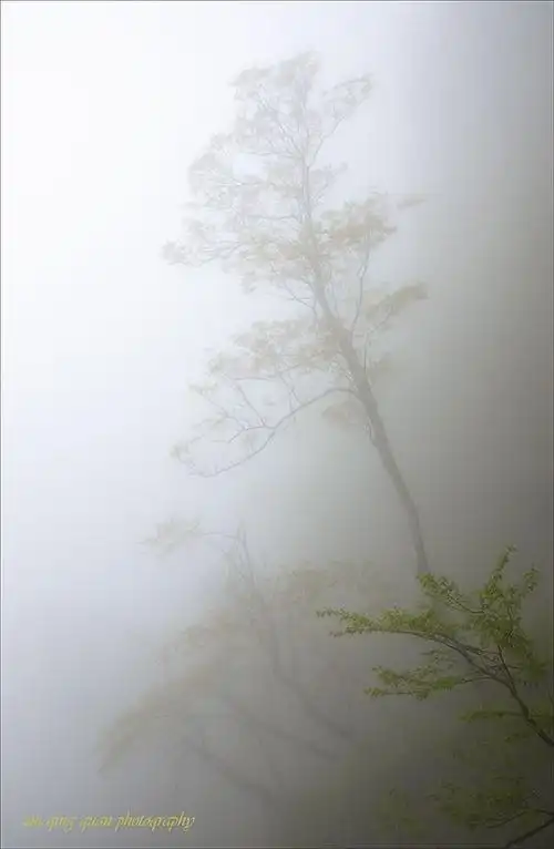 《雾里看花花亦浓》