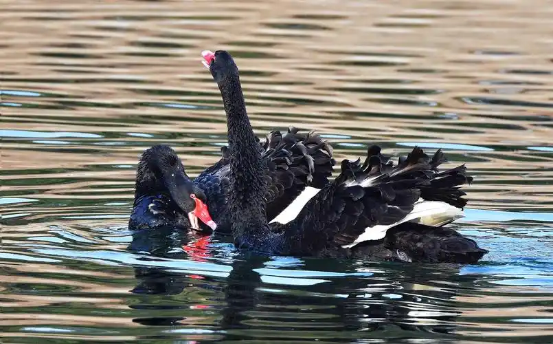 放弃孵蛋的黑天鹅