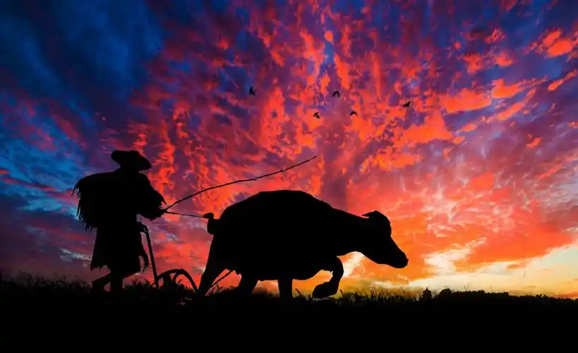 野原摄影   老牛自知夕阳晚,不须扬鞭自奋蹄.