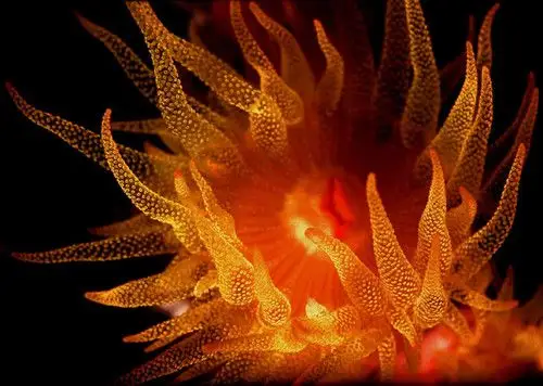 orange cup coral polyp