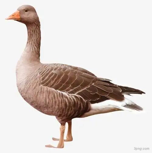 鸭子png素材透明免抠图片-其他元素