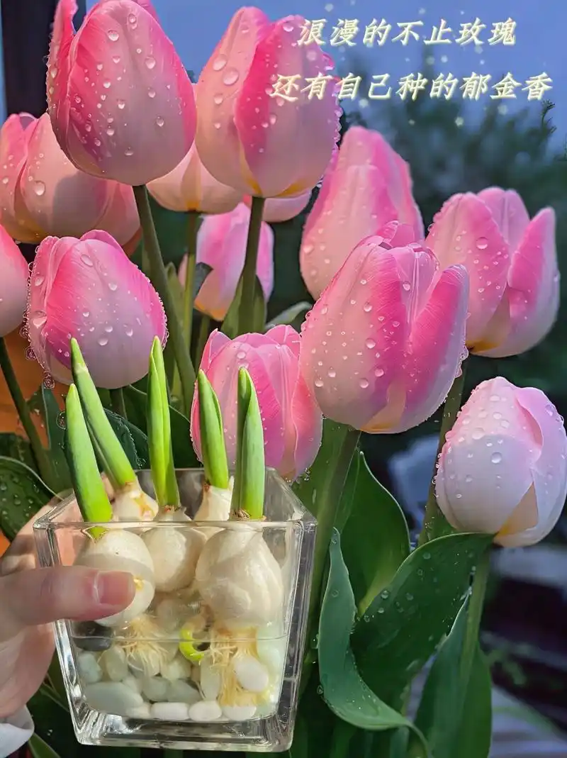 hey朋友们!今天我要和大家分享一个好看又好养的花——水培郁金香