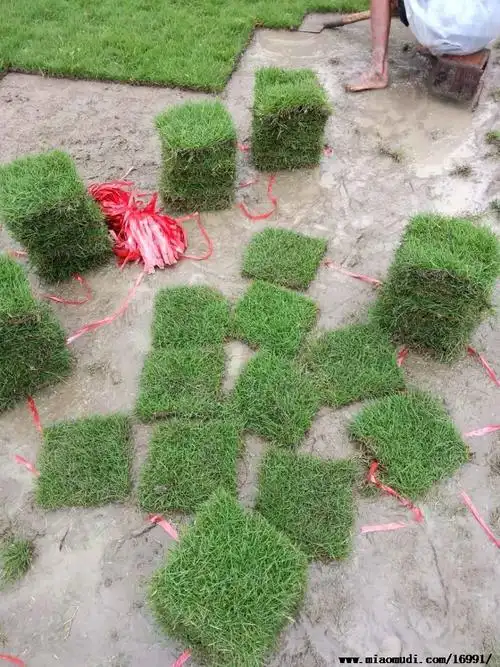 贵州贵阳兴义常年供应马尼拉草