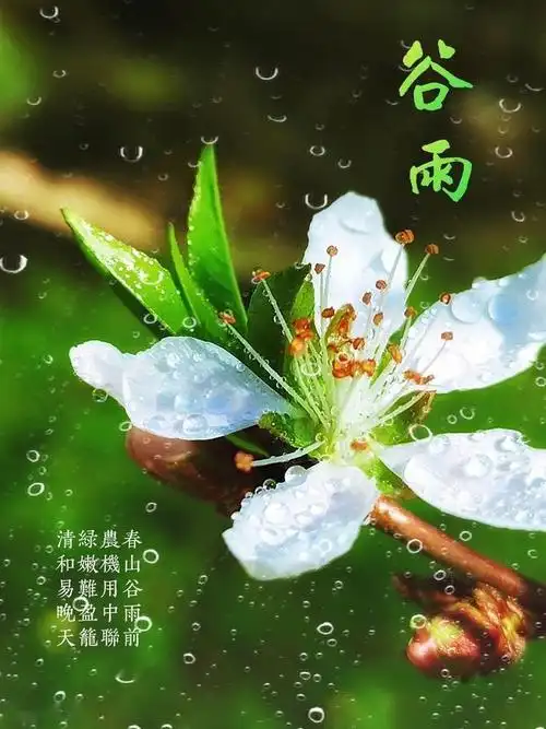 今日谷雨送你一组谷雨图