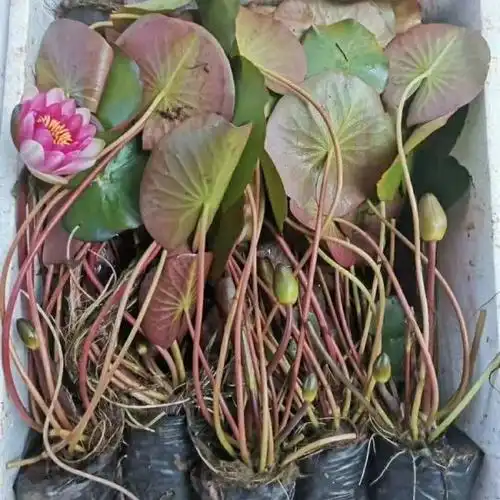 睡莲苗批发--睡莲苗花色多--睡莲种植方法