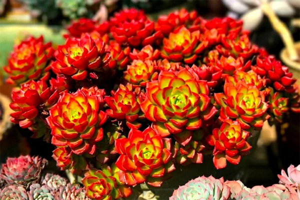 最常见的红色系多肉植物品种红得通透太美了