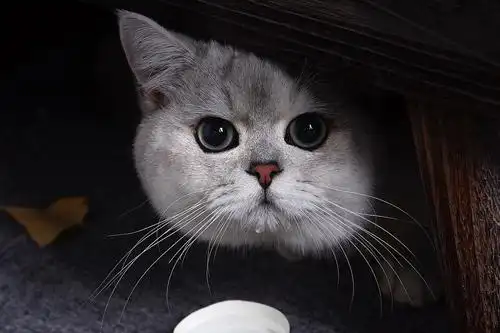 【相亲】15个月处男英短银渐层公猫找女朋友