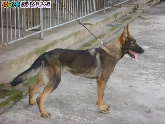 连云港狼狗价格_连云港狼狗多少钱一只_纯种狼狗幼犬专卖 _狗铺子