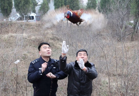 用野鸡诱捕同伴!平顶山男子网上兜售"野鸡媒"被查