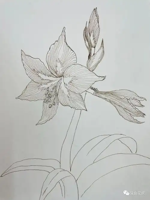 花卉线描朱顶红从线稿到马克笔上色步骤图解