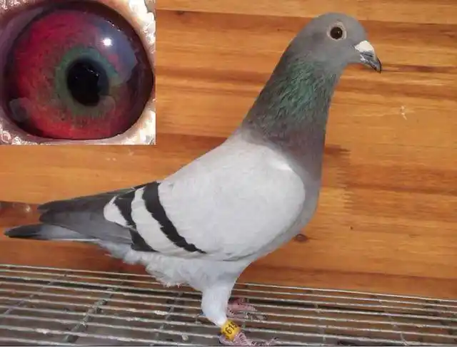 白条鸽,花鸽也有稳定羽色遗传规律