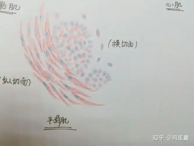 请问平滑肌红蓝铅笔手绘图怎么画