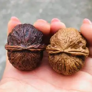 云南野生七彩云铁把玩铁核桃文玩2棱阴阳落地红把玩铁皮核桃