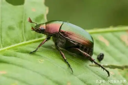 五彩斑斓的甲壳类昆虫