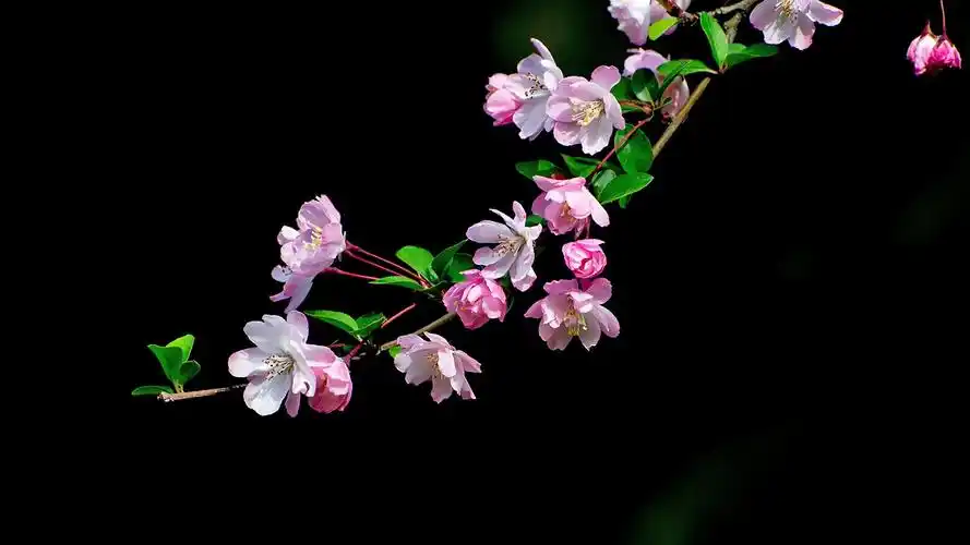 【套图】一组深调垂丝海棠-蜂鸟网