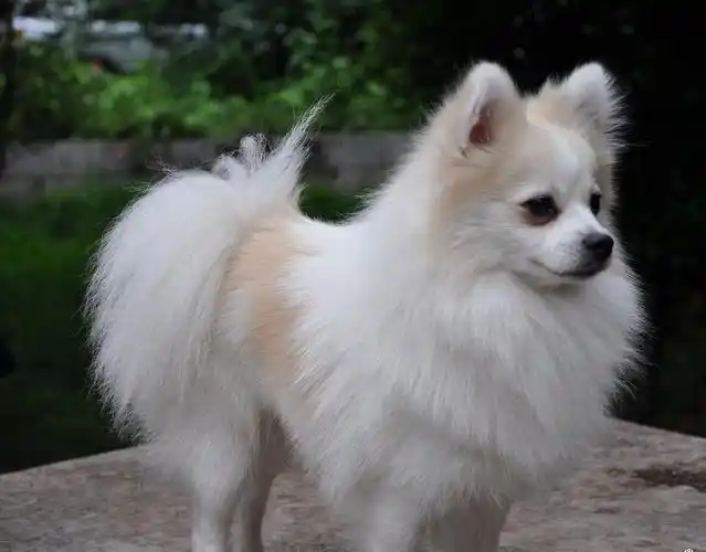 小型德国狐狸犬