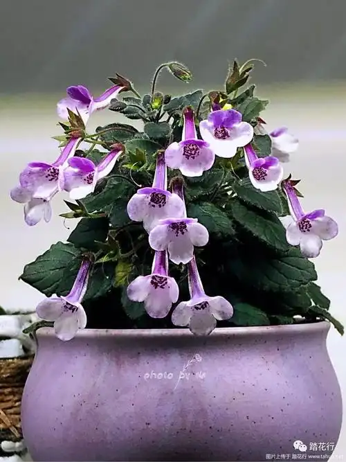 超迷你岩桐里的开花机器_小乔治