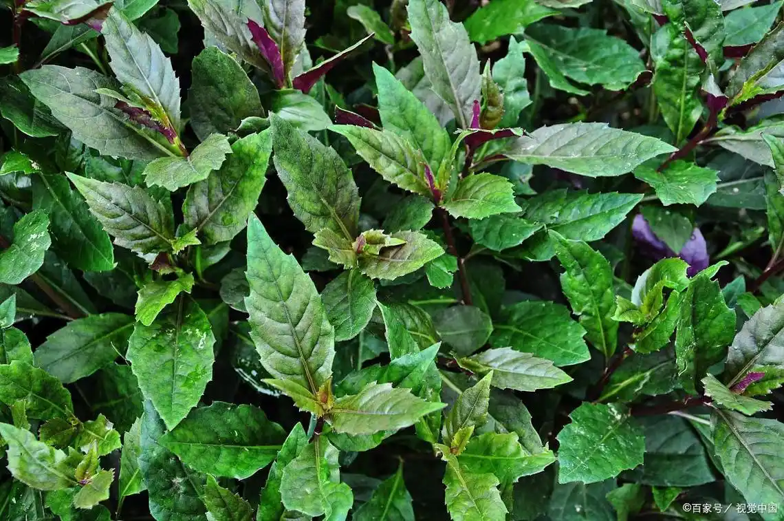 红凤菜:被我们吃了多年野菜,近年来却遭遇冷落