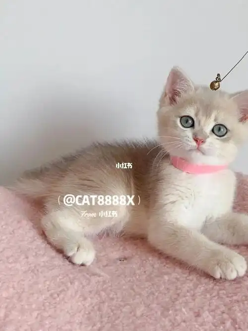 精品蓝金渐层ay12领养5香港可发