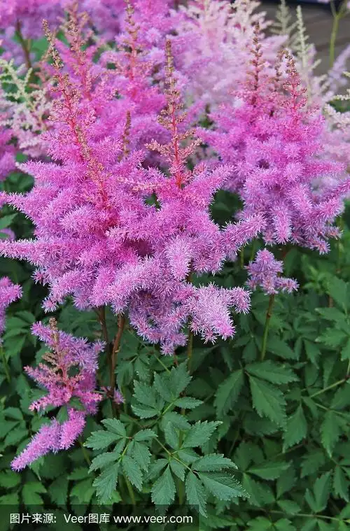 粉色,特写,落新妇属,菜园,栽培植物