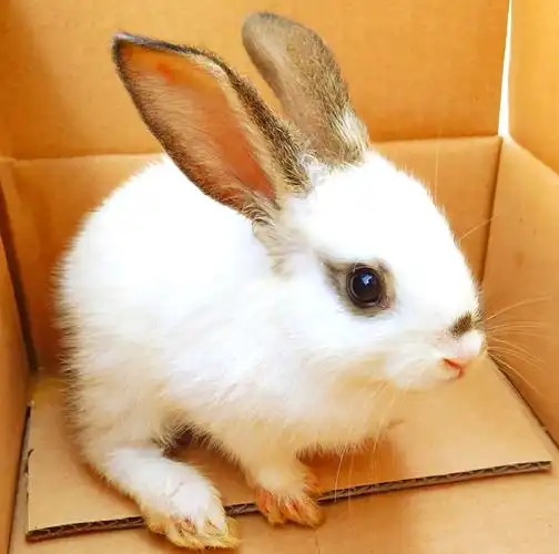 宠物摄影宠物影像圈子捕捉最萌瞬间宠物可爱绒毛的兔子还没有人打赏