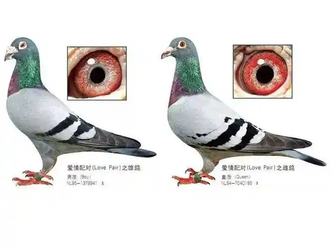 每位鸽友梦寐以求的黄金配对