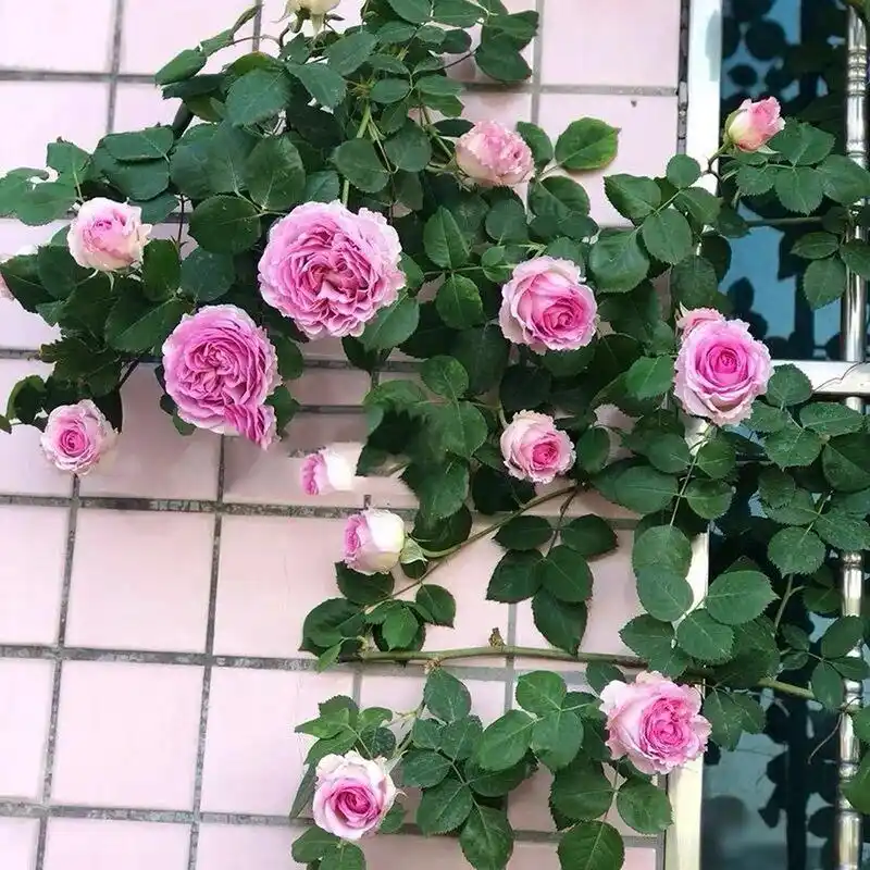 罗衣月季优缺点分析欢迎补充 罗衣是国产月季中非常热门的一个品种了