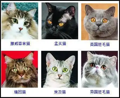 猫种类大全
