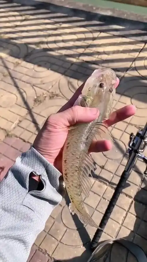 趴地虎这么大还是第一次见