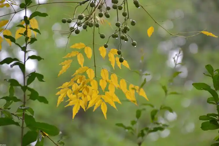 秋天到天渐凉丰庆公园桐叶黄