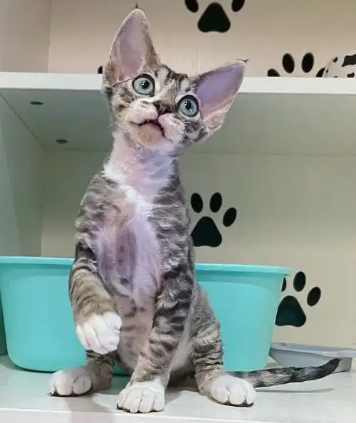 已售虎斑加白德文弟弟