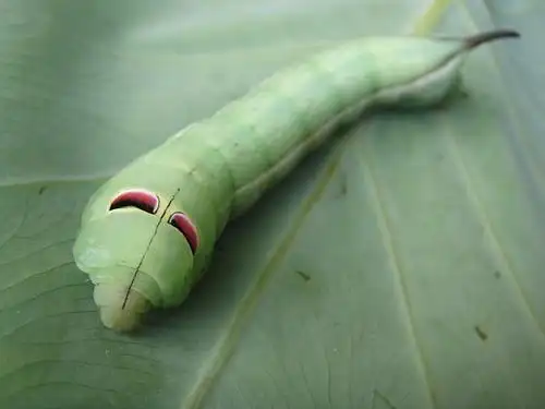 ▼部分网友认为,原po看到的应该是斜纹天蛾的幼虫,颜色可能是为了