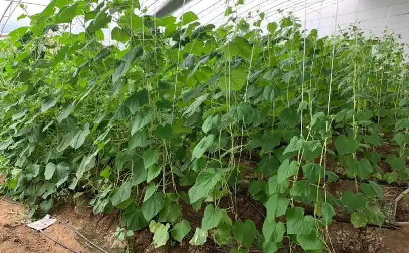 大棚种植苦瓜掌握培育壮苗的技术要点加强管理就能获得高产-农兜网