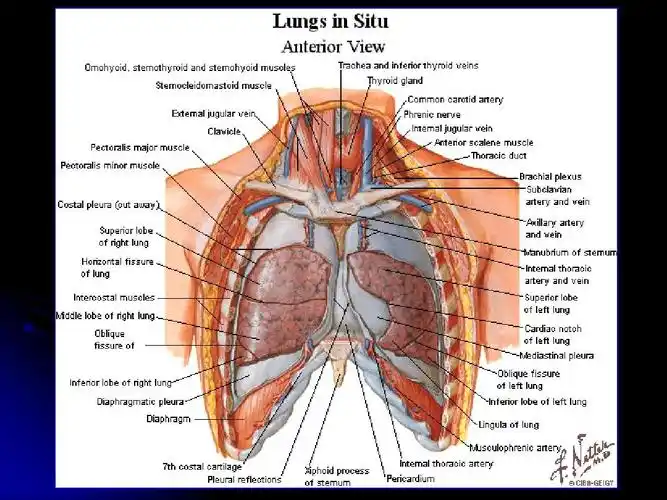 126局部解剖学课件局解9-纵隔&上肢ppt